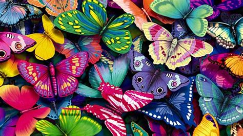 Cool Wallpapers Hd With Colorful Butterfly In Cartoon Hd