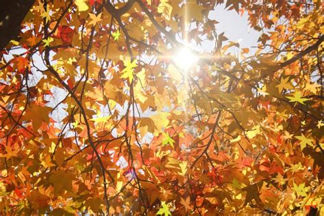 Sun Beams And Autumn Leaves Stock Photo Image Of Rays Plants 11881138