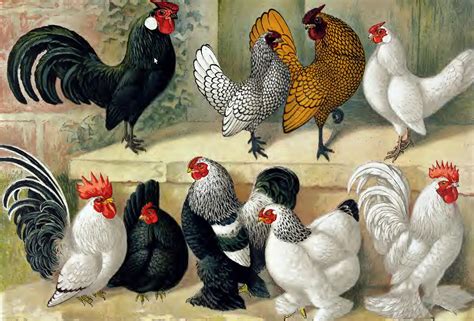 Types And Varieties Of Bantam Chickens Cluckin