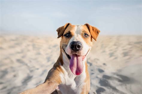 Happy Smiling Dog Taking Self Portrait On The Beach Portrait Of A Cute