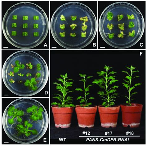 Agrobacterium Mediated Transformation And Regeneration Of Transgenic