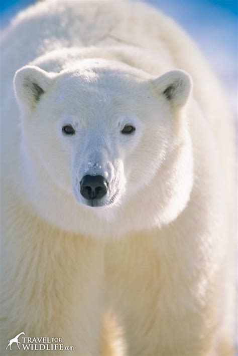 King Of The North Our Best Polar Bear Photos Travel For Wildlife