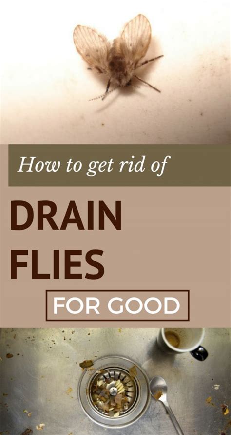 Here Is How To Get Rid Of Drain Flies For Good Get Rid Of Drain