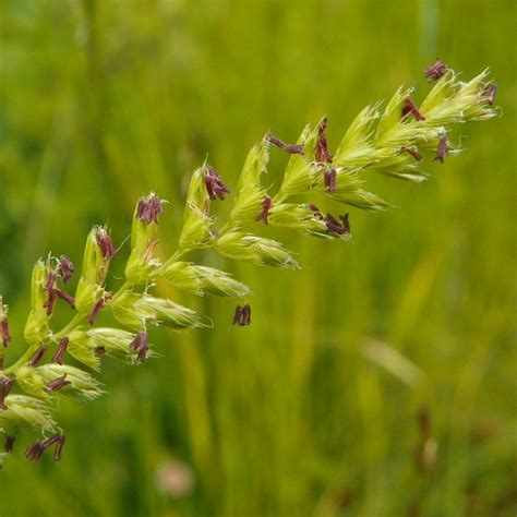 Grasses And Sedges British Flora