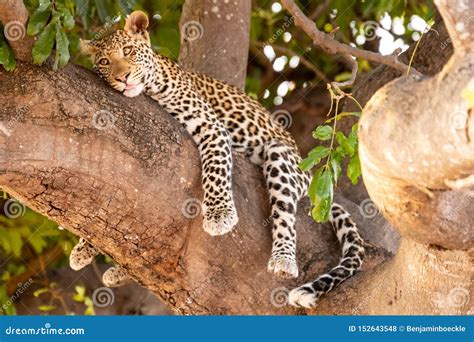 Female Leopard Sitting On A Tree Relaxing In Botswana In Chobe In