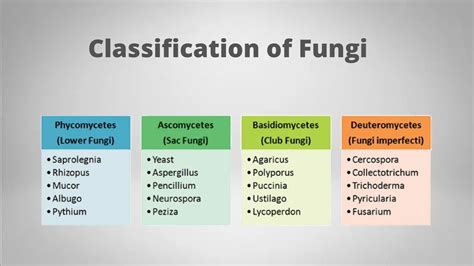 Classification Of Fungi Gymnomycota Mastigomycota Amastigomycota