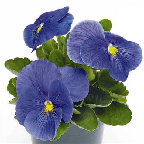 Pansy Seeds 21 Pansies Annual Flower Seeds