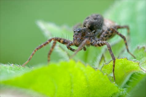 Sie können manchmal aus spinnennestern hervorgehen. Wolfsspinne (Forum für Naturfotografen)