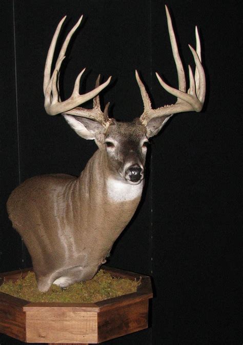 Poached Ohio Trophy Buck Costs Johnny Clay Of Minford Ohio Record