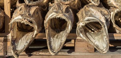 Three Dried Fish Heads From Cod Stacked On A Pallet Stock Image Image