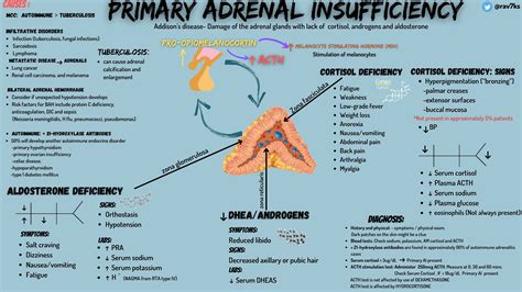 Primary Adrenal Insufficiency Addisons Disease Damage Grepmed