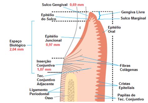 Aula De Periodontia Anatomia Histologia E Fisiologia Do Periodonto Concursos Para Dentistas