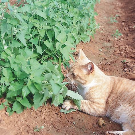If you give your cat catnip quite regularly, your cat may develop an immunity to its effects. Catnip | Catnip, Mean cat, Cat allergies