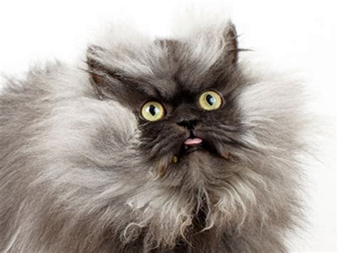 Me Wow Colonel Meow Sets Record For Worlds Longest Fur
