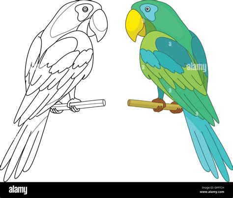 Two Parrot Stock Vector Images Alamy