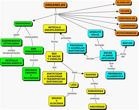 Mapa Conceptual Sobre La Célula Citoplasma Biología Celular