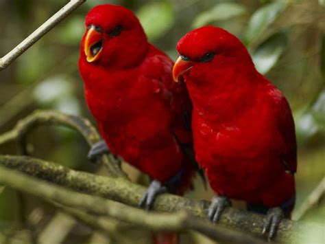 Worldimage4u Colorful And Different Types Of Birds For