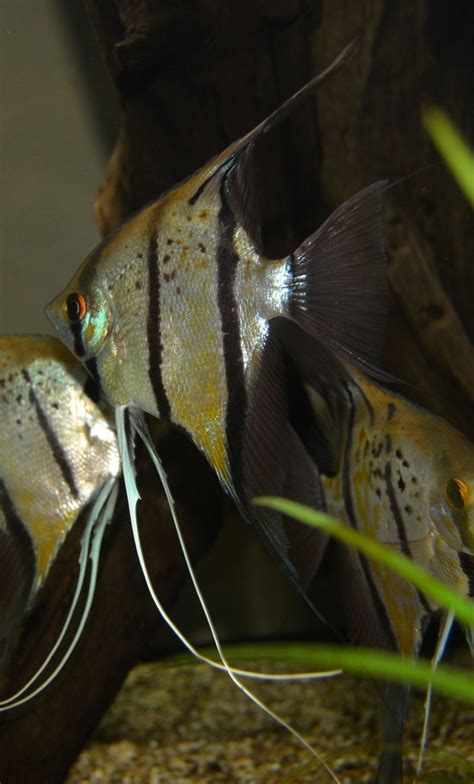 Pterophyllum Scalare Sp Rio Nanay Angelfish Peruvian Wild Spotted