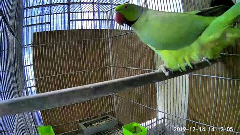 Wow Indian Ringneck Parrot Mating Second Time In Same Day Youtube