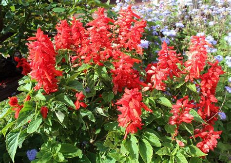 14 Best Red Perennials For Your Garden Garden Lovers Club