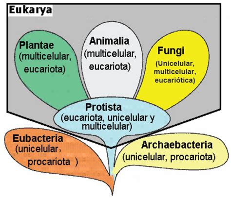 Sistemática Y Taxonomía Blog De Biología