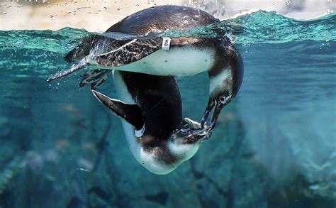 Rescued Magellanic Penguins From South America Play In The Water At The