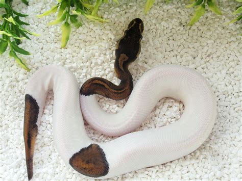 Black Pastel Pied Morph List World Of Ball Pythons