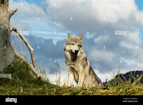 Female Gray Wolf Canis Lupus Captive Alaska Wildlife Conservation