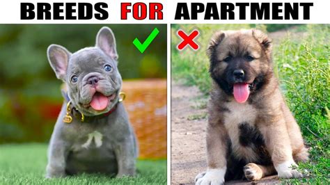 Top 5 Small Kindest Dog Breeds That Are Best Suited For An Apartment