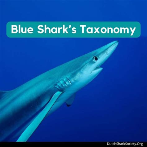 Fun Facts About The Blue Shark Dutch Shark Society
