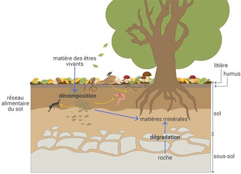 Le Devenir De La Matière Organique Schémas Cours En Ligne