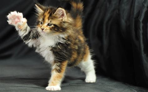 They do not necessarily provide the same level of research into health issues, breeding their cats to the accepted standards established for this breed, or socializing their kittens. MaineCoon16 - MaineCoon.org