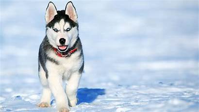 Husky Siberian Dog Snow Wallpapers Animals