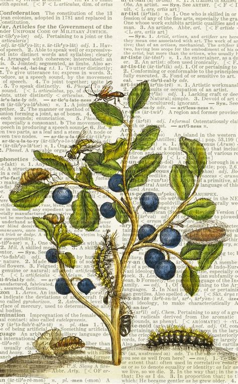blue berries 1600 s botanical artwork printed on by fauxkiss botanical artwork botanical