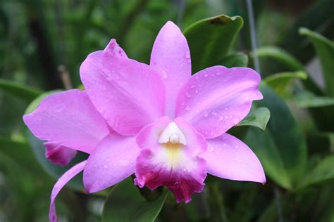 One Of The Most Common Orchids In Thailand Orchids Thailand Plants