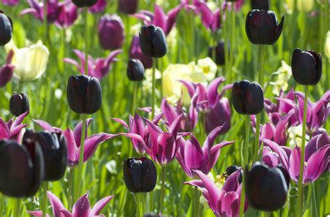 Seeking The Black Tulip Amsterdam Tulip Museum Blog