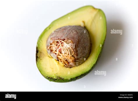 Brazilian Avocado Portuguese Abacate Split Fruit With Seed Root And