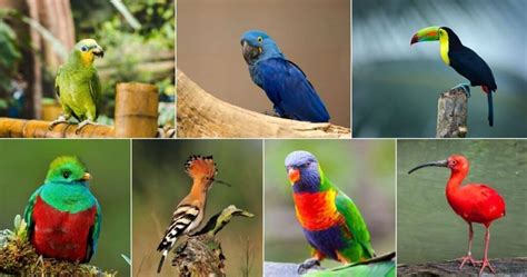 27 Stunning Tropical Birds World List Bird Nature