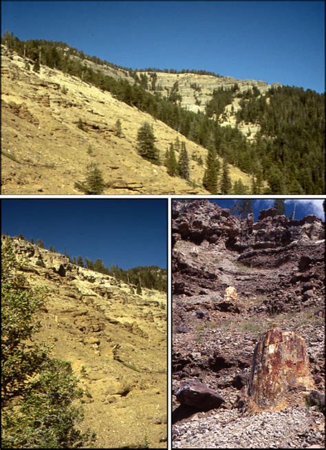 Yellowstone Fossil Forest Trail