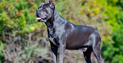 Cane Corso Breed Guide Lifespan Size And Characteristics