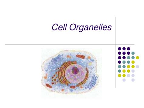Ppt Cell Organelles Powerpoint Presentation Free Download Id9438658