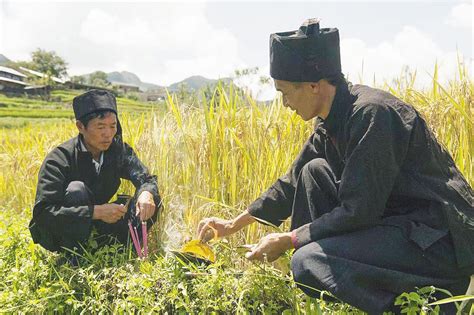 A brief description of the manhua god of martial arts: 壮族尝新节:喜庆丰收时，与你共分享_新闻聚焦_民族频道_云南网