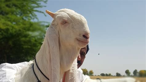 World Of Gulabi Goats Complete Documentary Youtube