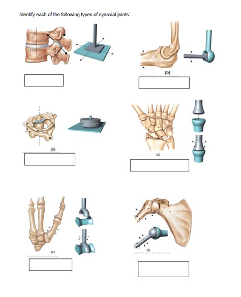 Synovial Joints Diagram Quizlet