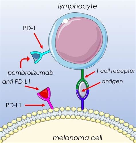 Mechanism Of Action Of The Anti Pd Antibody Pembrolizumab Mhc The