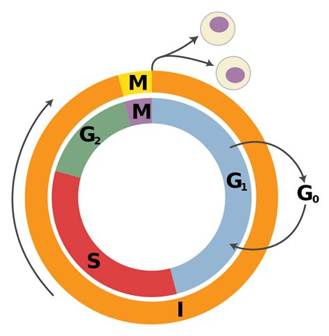 G1 And G2 What Happens In The Growth Phases Of The Cell Cycle