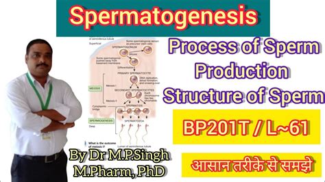 Spermatogenesis Male Reproductive System Human Anatomy Physiology