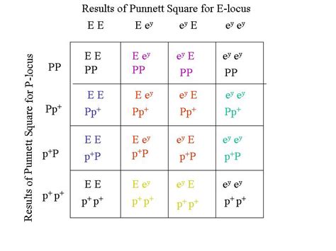 For The Silver Trait The Punnett Square Is