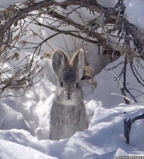 Another Adorable Wild Rabbit In The Deep Snow Animals