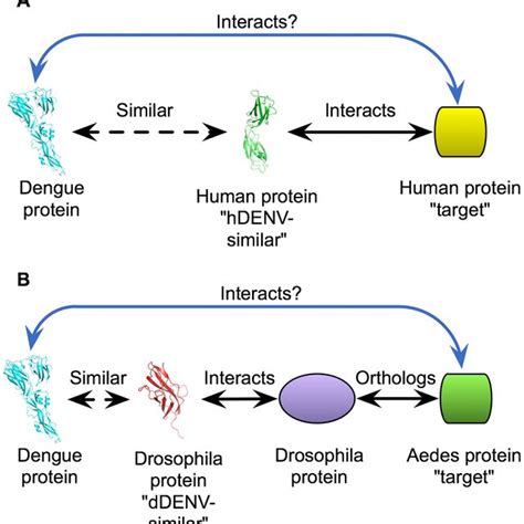 Diagram Of Approach A Predictions For The Human Host Interactions